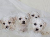 À réserver, 6 Bichons Frisés LOF
