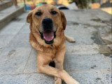 Miguel, chien à adopter