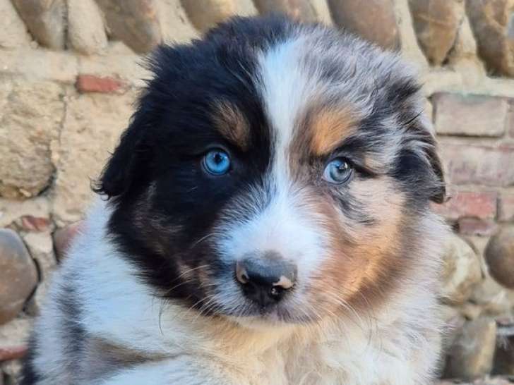 À réserver, 6 chiots mâles Berger Australien (LOF)
