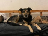 Nala, adorable chienne disponible à l'adoption