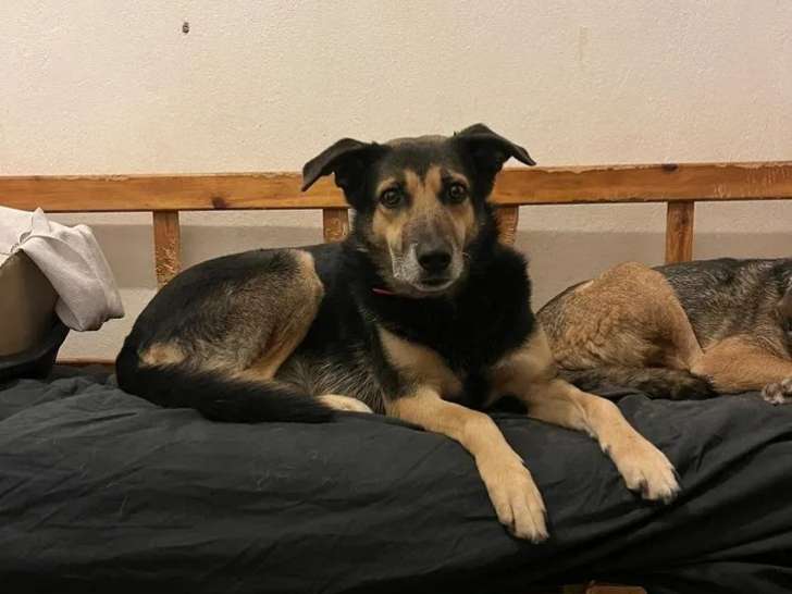 Nala, adorable chienne de 7 ans disponible à l'adoption