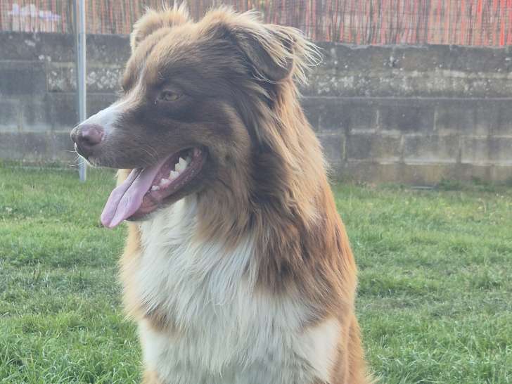Mâle Berger Australien disponible pour saillie