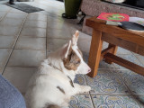 Corgi Cardigan sourd à donner contre bon soin