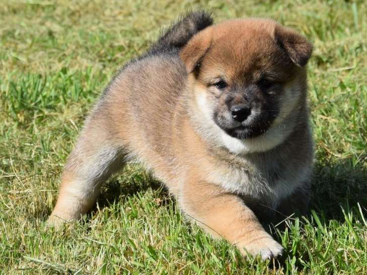 À réserver, 5 chiots Shiba Inu LOF