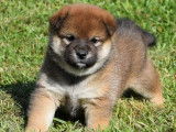 À réserver, 5 chiots Shiba Inu LOF