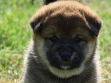 À réserver, 5 chiots Shiba Inu LOF