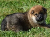 À réserver, 5 chiots Shiba Inu LOF
