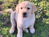 5 chiots Labrador LOF noir et sable à vendre