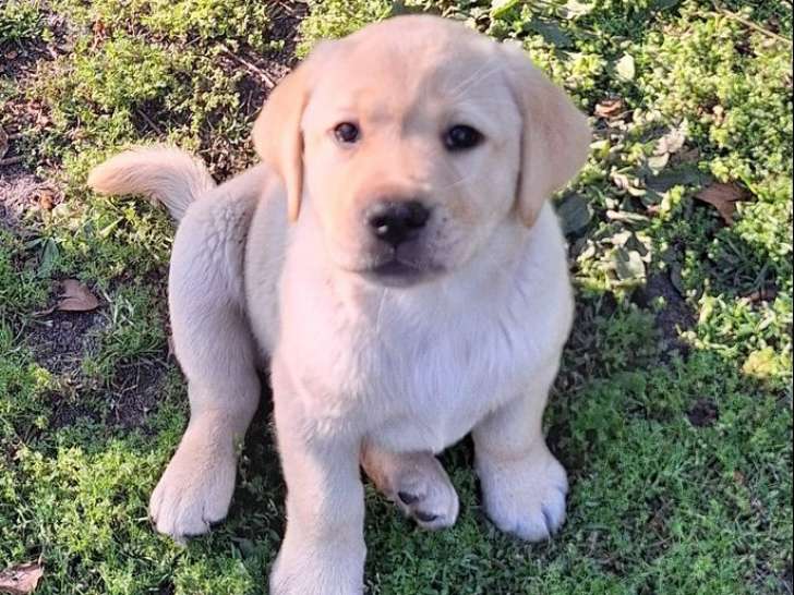 5 chiots Labrador LOF noir et sable à vendre