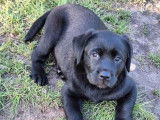 5 chiots Labrador LOF noir et sable à vendre