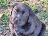 5 chiots Labrador LOF noir et sable à vendre