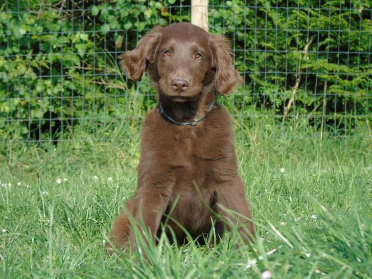 Chiots Flat Coated Retriever LOF à vendre