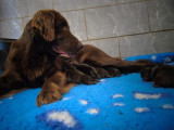 Chiots Flat Coated Retriever LOF à vendre