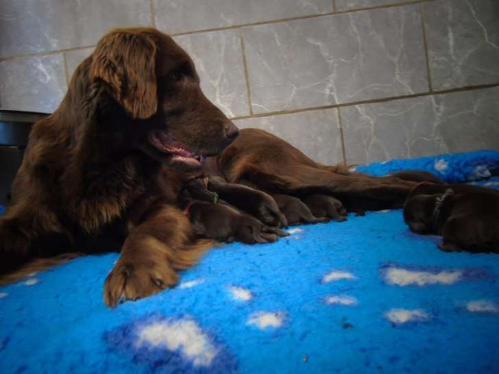 Chiots Flat Coated Retriever LOF à vendre