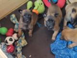 À réserver, 7 chiots Berger Belge Malinois LOF