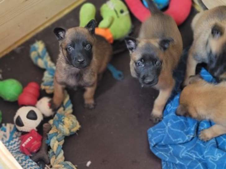 À réserver, 7 chiots Berger Belge Malinois LOF