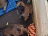 À réserver, 7 chiots Berger Belge Malinois LOF