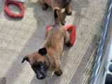 À réserver, 7 chiots Berger Belge Malinois LOF