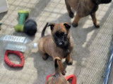 À réserver, 7 chiots Berger Belge Malinois LOF