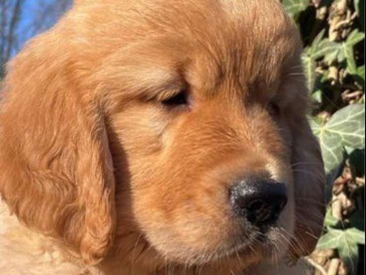 Chiots Golden Retriever LOF à réserver