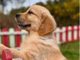 Chiots Golden Retriever LOF à réserver