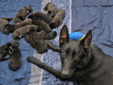Chiot Berger Malinois de pure race à vendre