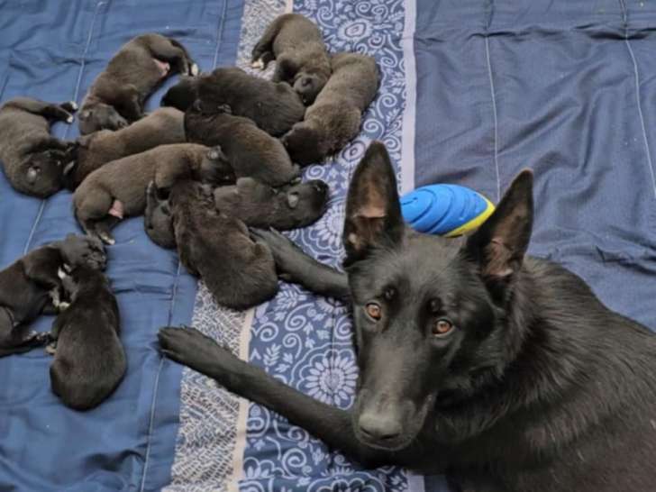 Chiot Berger Malinois de pure race à vendre