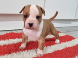 Chiots American Staffordshire Terrier LOF à vendre