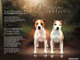 Chiots American Staffordshire Terrier LOF à vendre