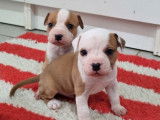 Chiots American Staffordshire Terrier LOF à vendre