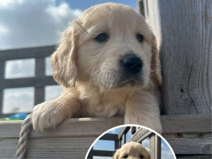 À réserver 3 chiots Golden Retrievers LOF