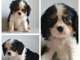 À vendre 3 chiots Cavaliers King Charles LOF tricolores