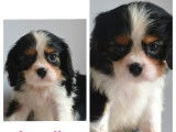 À vendre 3 chiots Cavaliers King Charles LOF tricolores