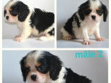À vendre 3 chiots Cavaliers King Charles LOF tricolores
