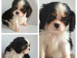 À vendre 3 chiots Cavaliers King Charles LOF tricolores