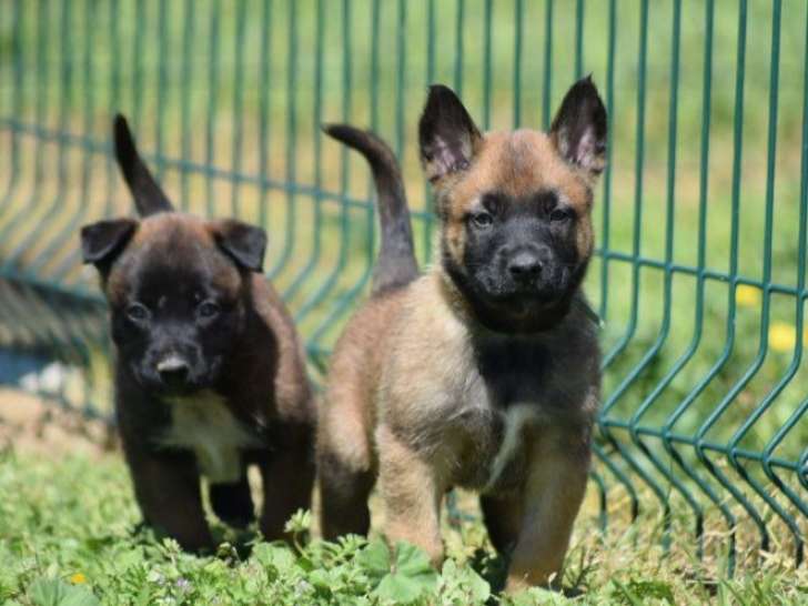 À vendre 11 chiots Bergers Belges Malinois (LOF)