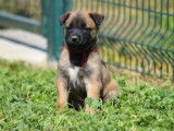 À vendre 11 chiots Bergers Belges Malinois (LOF)