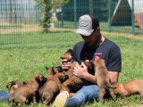 À vendre 11 chiots Bergers Belges Malinois (LOF)