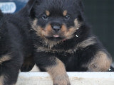 6 chiots Rottweilers LOF disponibles à la réservation