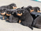 6 chiots Rottweilers LOF disponibles à la réservation