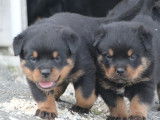 6 chiots Rottweilers LOF disponibles à la réservation