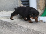 6 chiots Rottweilers LOF disponibles à la réservation