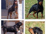 6 chiots Rottweilers LOF disponibles à la réservation