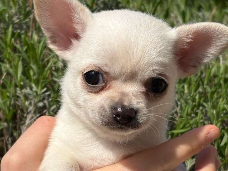 Un chiot mâle Chihuahua LOF disponible à la vente
