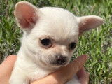 Un chiot mâle Chihuahua LOF disponible à la vente
