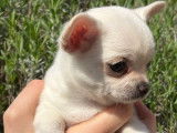 Un chiot mâle Chihuahua LOF disponible à la vente