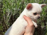 Un chiot mâle Chihuahua LOF disponible à la vente