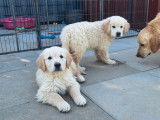 À acheter 5 chiots mâles Golden Retrievers (LOF)