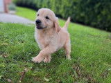 À acheter 5 chiots mâles Golden Retrievers (LOF)