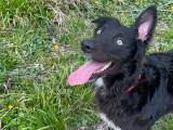 Mâle Golden Retriever disponible pour saillie